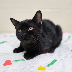 Pickles Domestic Short Hair Cat