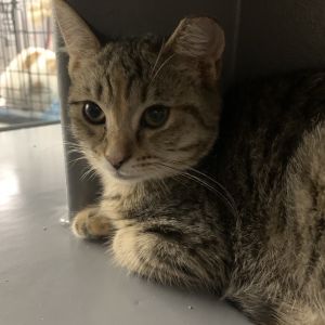 Annalee Domestic Short Hair Cat