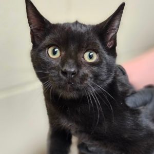Truffle Domestic Short Hair Cat