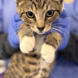 Nathan Domestic Short Hair Cat