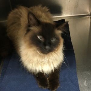 Duster, Senior Female unknown