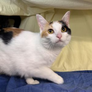 Trinity Diva 8137, Adult Female unknown