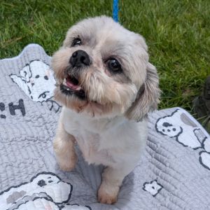 Benny Clyde Shih Tzu Dog