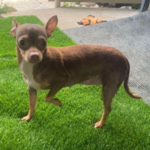 Indy (Dallas), Adult Female unknown