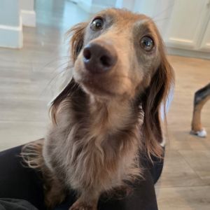 Smokey (Dallas), Adult Male unknown