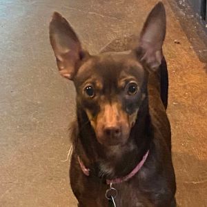 Mia (Dallas), Adult Female unknown