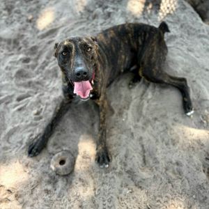Luigi, Adult Male unknown
