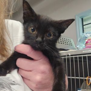 Sand Dollar Domestic Short Hair Cat