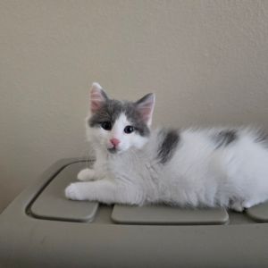 Louis Domestic Short Hair Cat