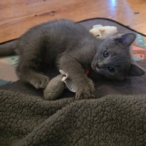 Lilo Domestic Short Hair Cat