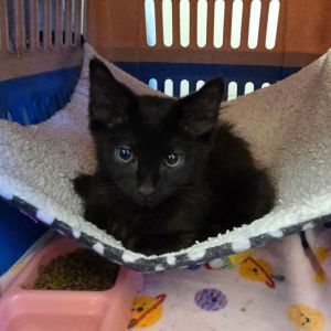 Cement Domestic Medium Hair Cat