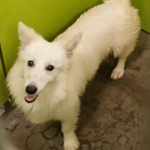 Grady Cardigan Welsh Corgi Dog