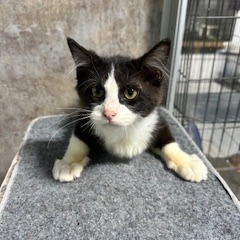 Georgie