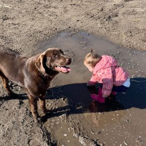 Poppy Chocolate Labrador Retriever Dog