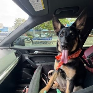 Xena - 8 months old 48 lbs - lots of energy and curiosity Shes food motivated and fast - so