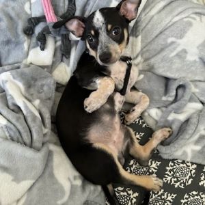 Meet Mojito - the sweetest little wiggle butt whos ready again to find his perfect forever home 