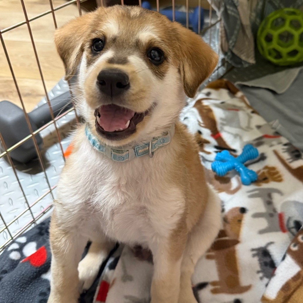Koda