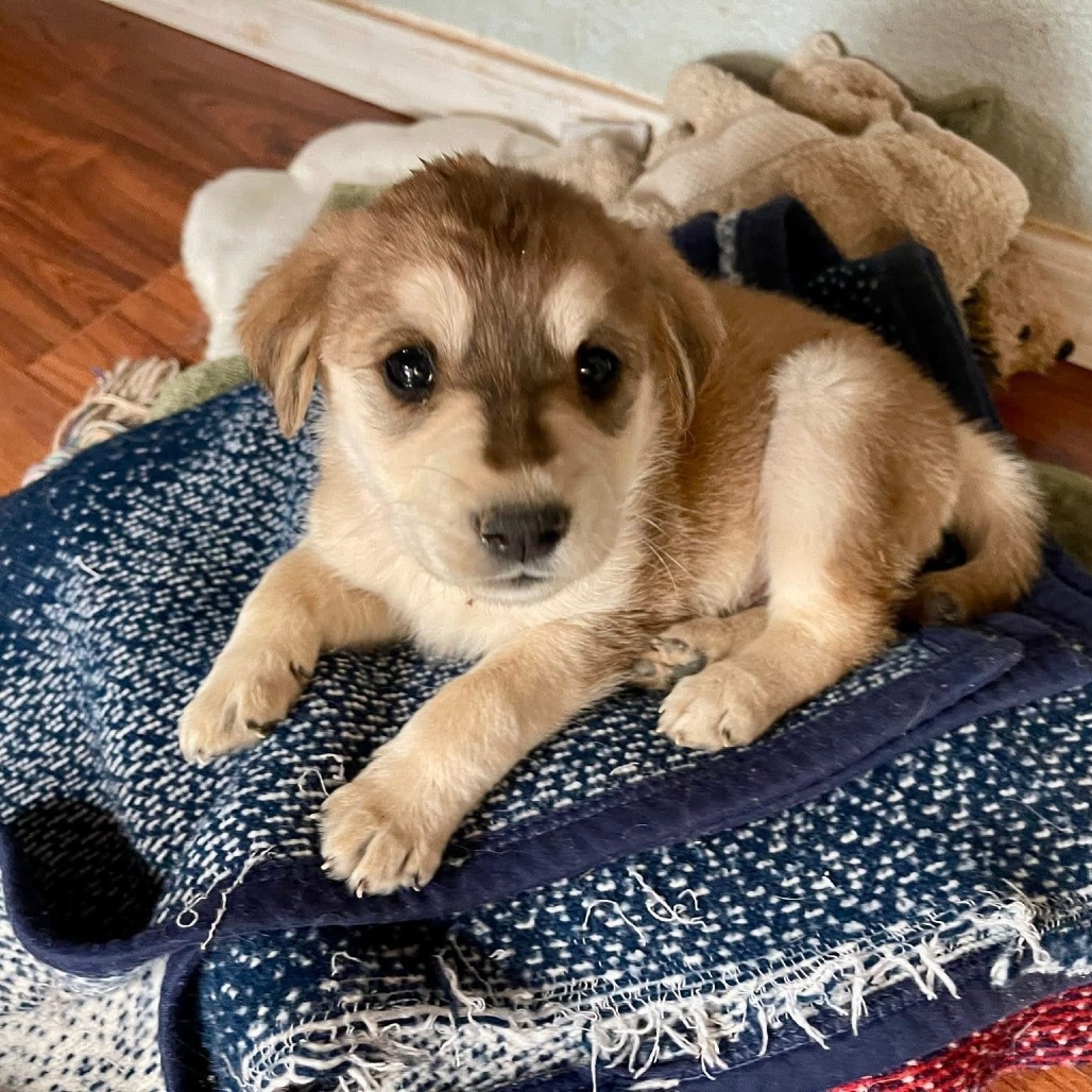 Koda