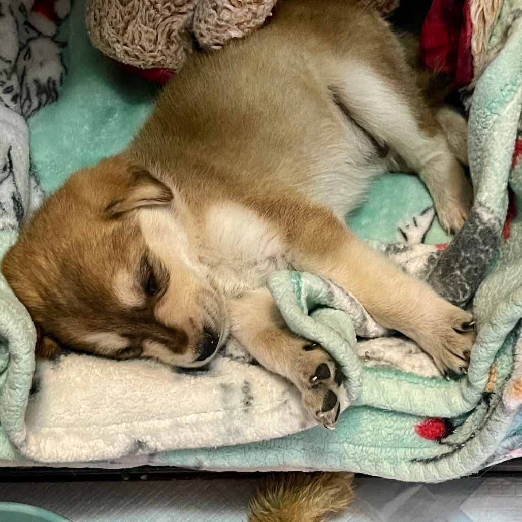 Koda