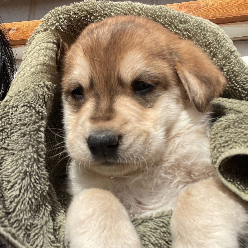 Koda