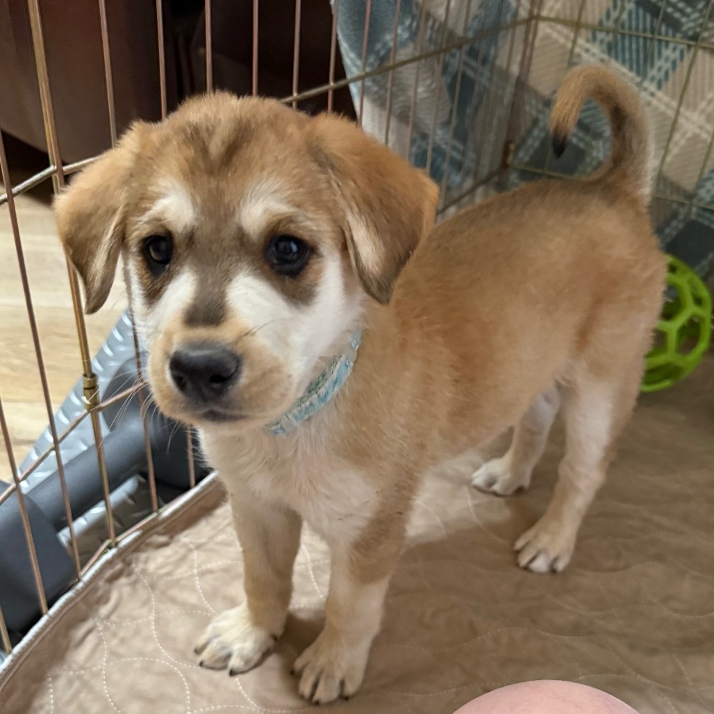 Koda
