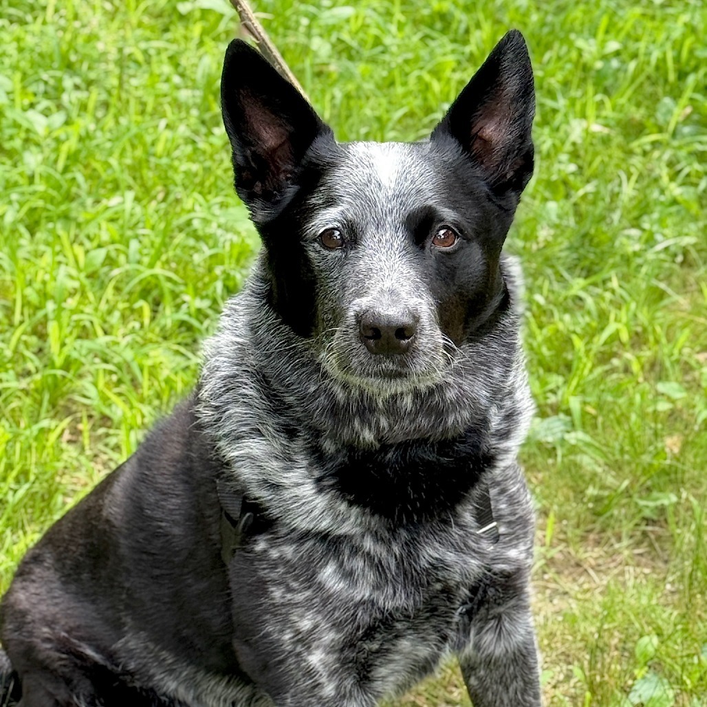 Bodie