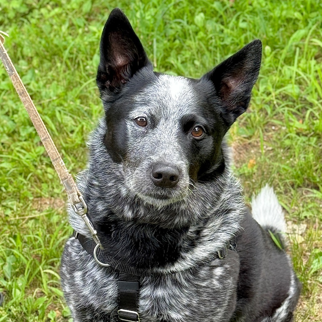 Bodie