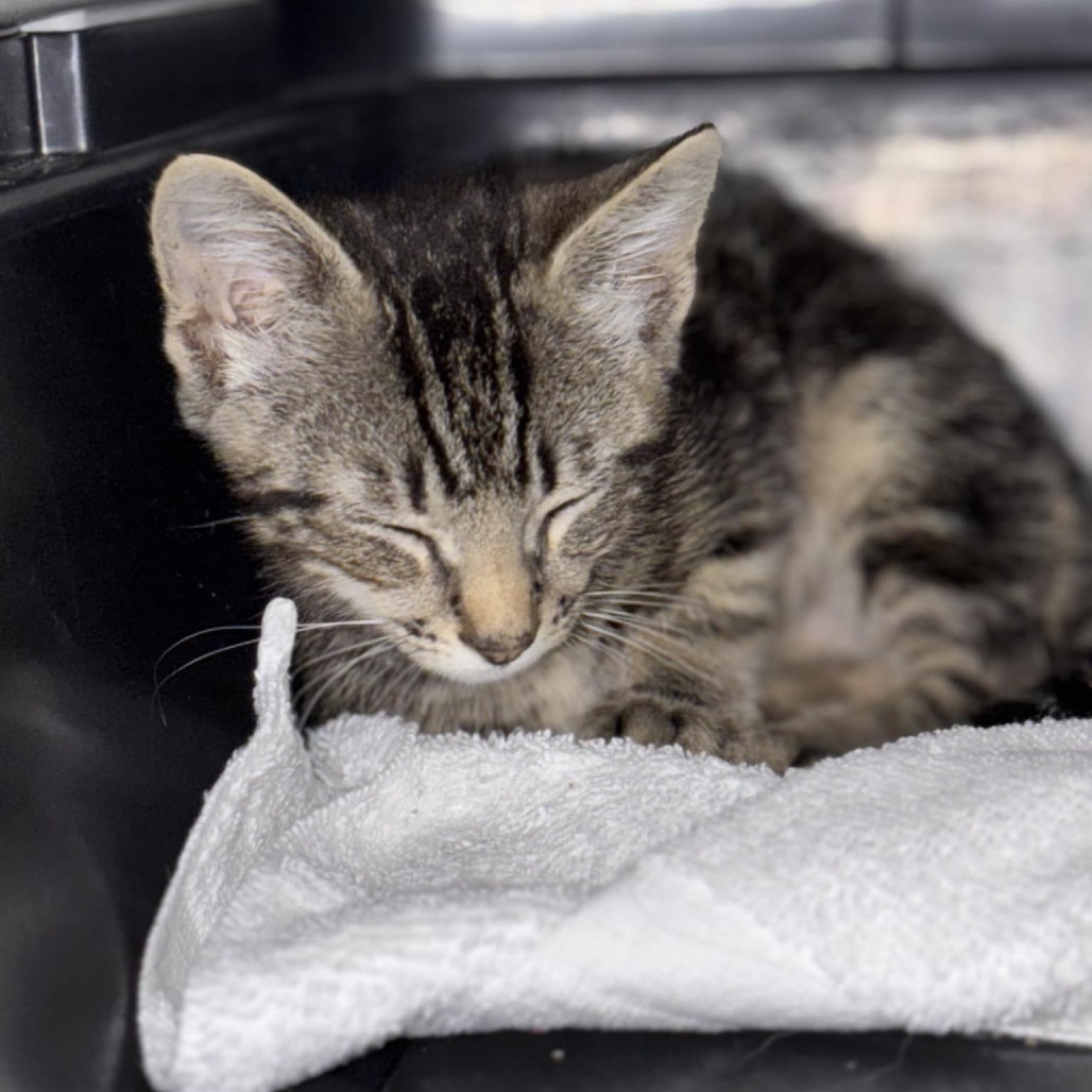 Sneakers (Adopt with Puffin)