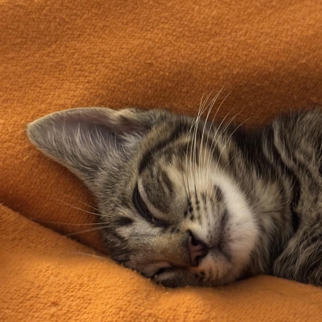 Sneakers (Adopt with Puffin)