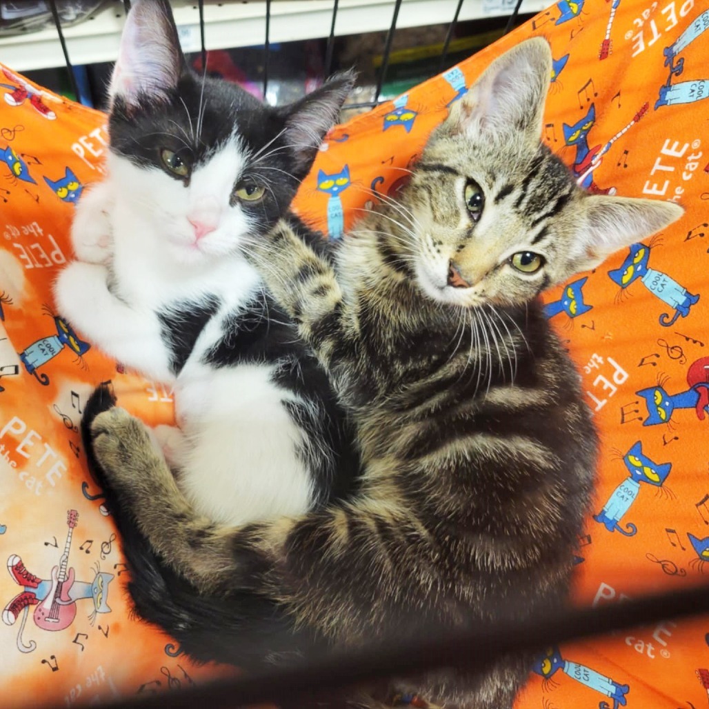 Sneakers (Adopt with Puffin)
