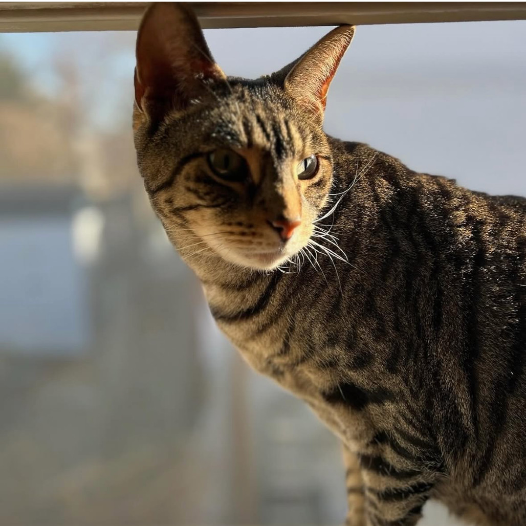 Pharaoh