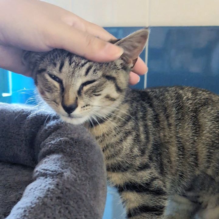 Ella