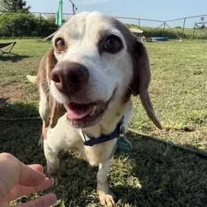 Stella, Senior Female unknown