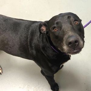 Pepper, Adult Female unknown
