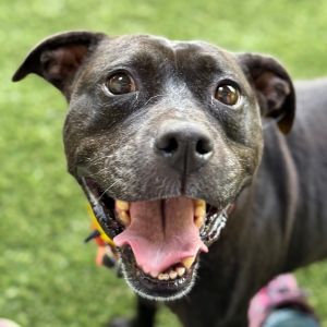 Onyx, Senior Female unknown