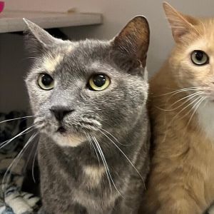 Meet Flo This beautiful 5-year-old blue grey and white female cat has a calm and independent spirit