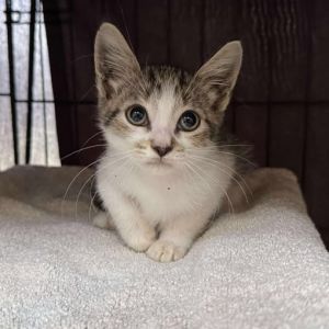 Starla, Baby Female unknown
