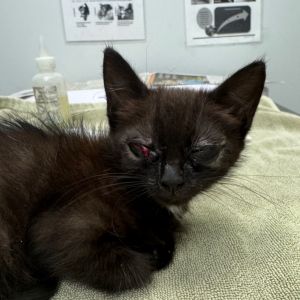 Pawpery, Baby Female unknown