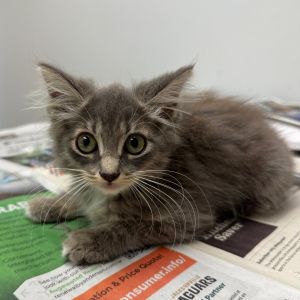 Poof, Baby Female unknown