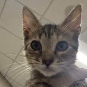 Kitkat 2, Baby Female unknown