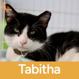 Tabitha, Adult Female unknown