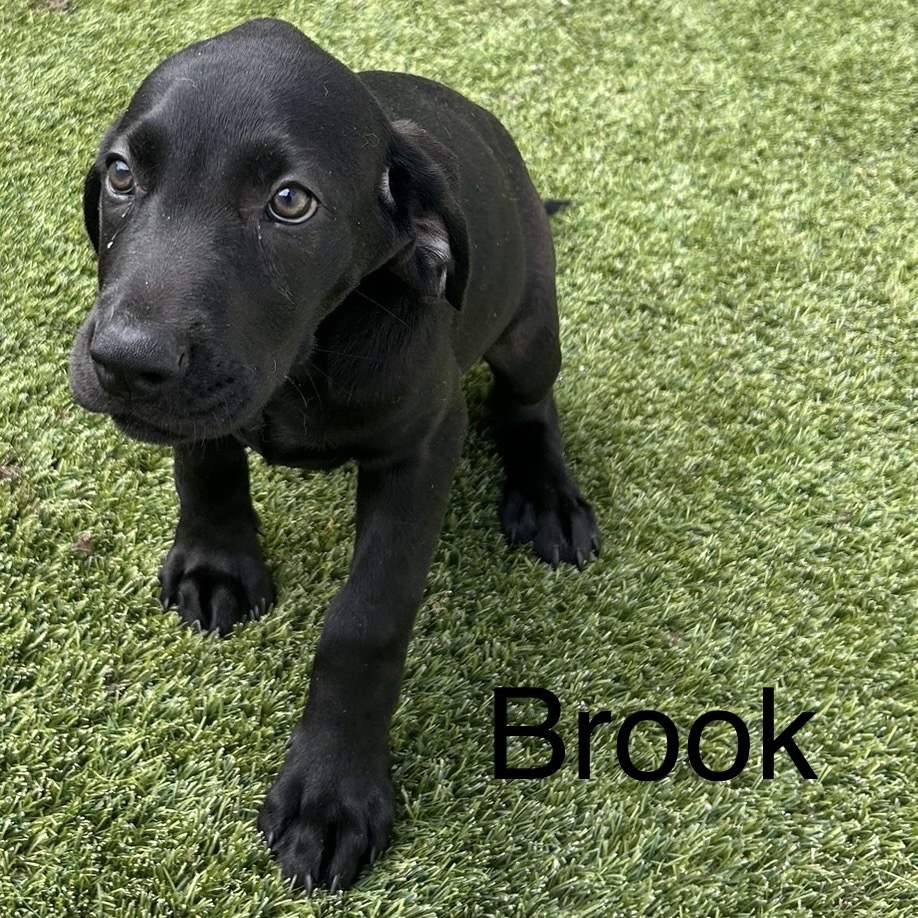 Brooklyn 8224