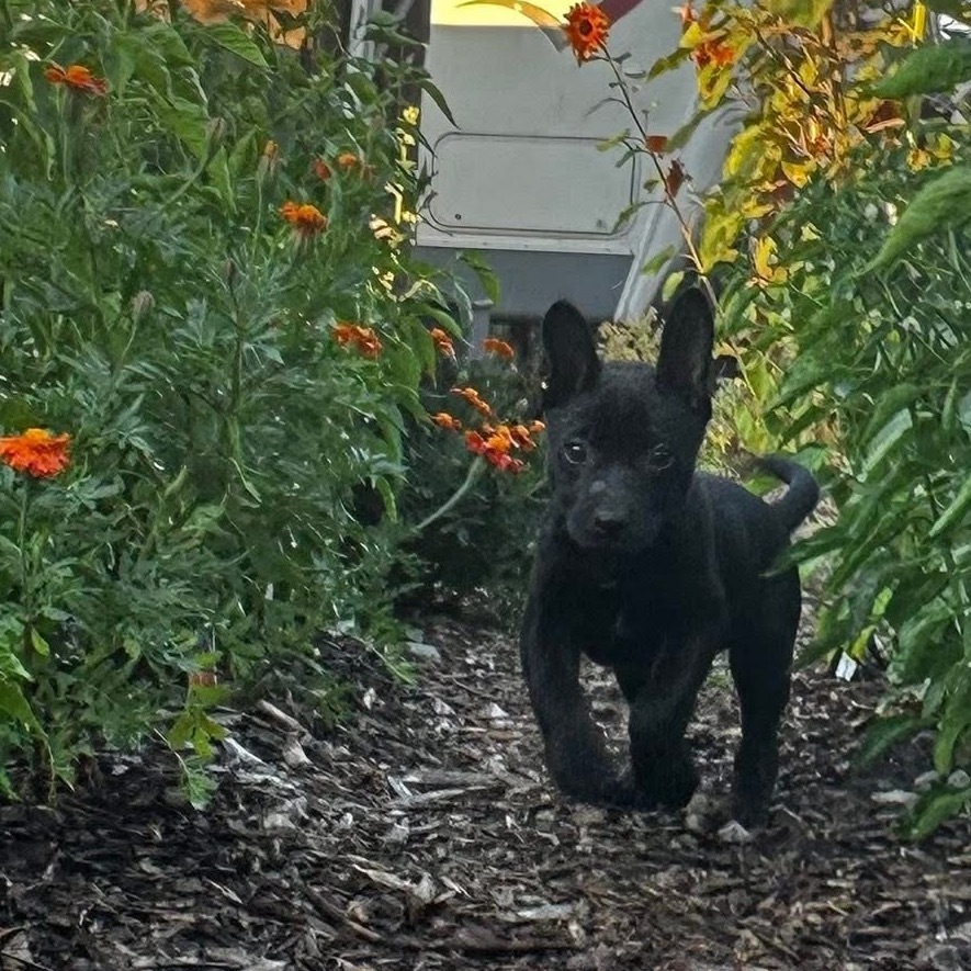 Bagheera