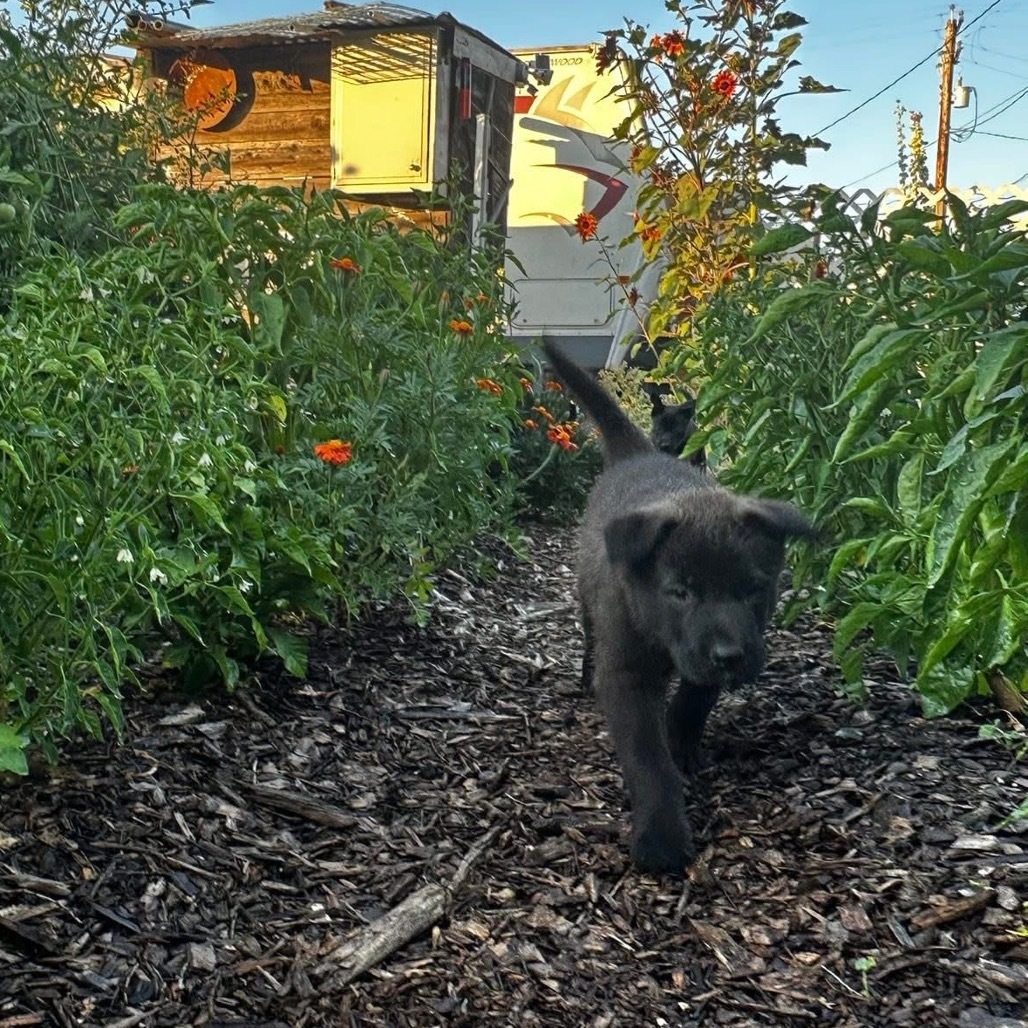 Baloo
