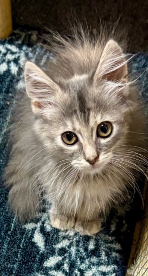 Billie, Baby Female unknown