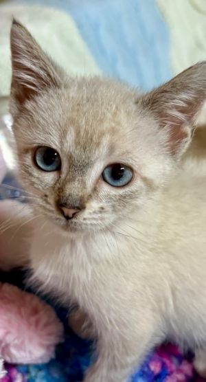 Lottie, Baby Female unknown