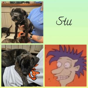 Stu