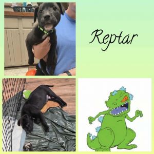 Reptar