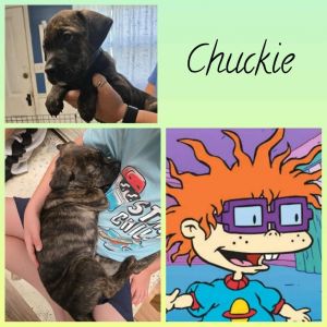 Chuckie