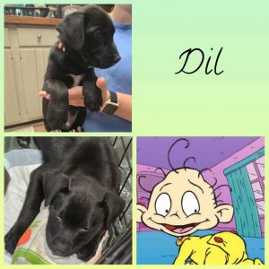 Dil